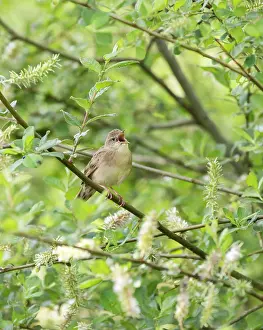 Locustella: Grey Willow