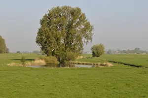 Salix: Grey Willow (Salix cinerea) at outer marches du