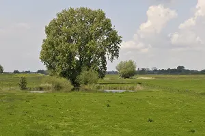 Dike: Grey Willow (Salix cinerea) at outer marches du