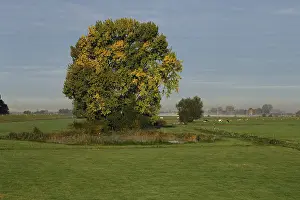 Salix: Grey Willow (Salix cinerea) at outer marches du