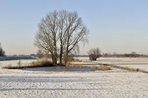 Dike: Grey Willow (Salix cinerea) at outer marches du