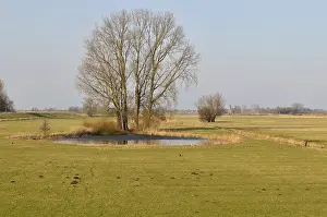 Dike: Grey Willow (Salix cinerea) at outer marches du