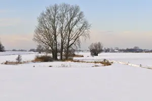 Salix: Grey Willow (Salix cinerea) at outer marches du