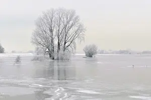Flood: Grey Willow (Salix cinerea) at outer marches du