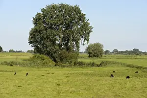 Salix: Grey Willow (Salix cinerea) at outer marches du