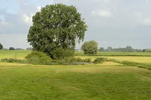Dike: Grey Willow (Salix cinerea) at outer marches du