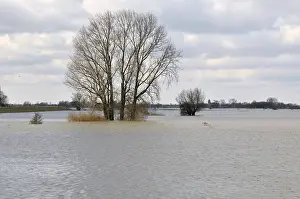 Flood: Grey Willow (Salix cinerea) at outer marches du