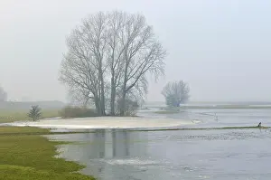 Flood: Grey Willow (Salix cinerea) at outer marches du