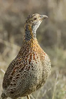 Francolins: Grey-winged Francolin - Adult