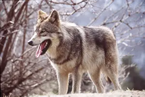 Elizabeth Bomford: GREY WOLF