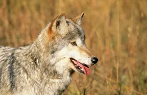 Canus: Grey Wolf