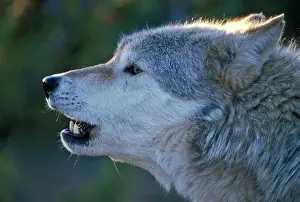 Howling: Grey Wolf