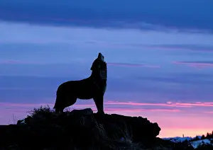 Howling: Grey Wolf
