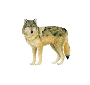 Miles Kelly Publishing: Grey Wolf
