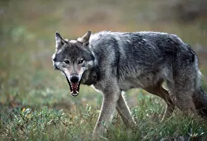 Sinister: GREY WOLF