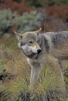 Martin Grosnick: Grey Wolf - August