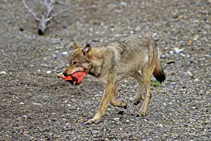Martin Grosnick: Grey Wolf - carrying Moose liver from kill