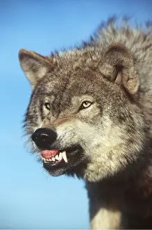 Sinister: GREY WOLF - close-up of snarling
