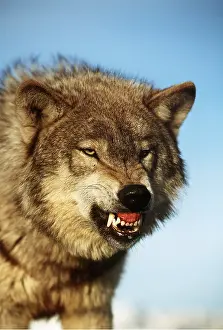 Sinister: GREY WOLF - close-up Snarling