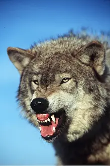 Sinister: GREY WOLF - close-up snarling