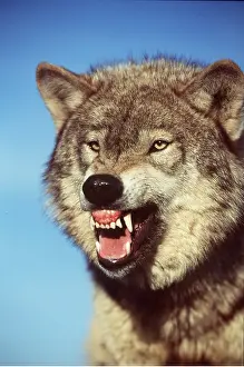 Sinister: GREY WOLF - close-up snarling