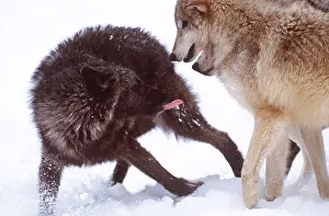 Greeting: GREY WOLF - Encounter with dark Phase Wolf