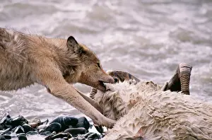 Dall: Grey Wolf - feeding on Dall Sheep Ram