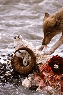 Carcasses: GREY WOLF - feeding on Dall sheep ram