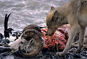 Martin Grosnick: Grey Wolf feeding on Dall sheep ram carcass