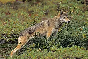 Martin Grosnick: Grey Wolf - female, August