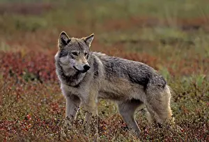 Martin Grosnick: Grey Wolf - female, August, fall tundra