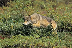 Martin Grosnick: Grey Wolf - female stalking
