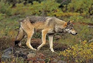 Martin Grosnick: Grey Wolf, female, stalking