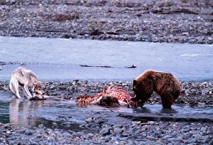 Opposite: Grey Wolf & Grizzly Bear feeding on opposite ends