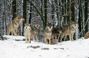 Wolves: Grey WOLF- group of six, in the snow