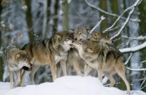 Packs: Grey WOLF- group in snow, one in submissive pose