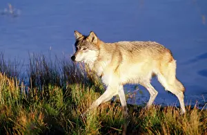 Canus: Grey Wolf - light phase - walking