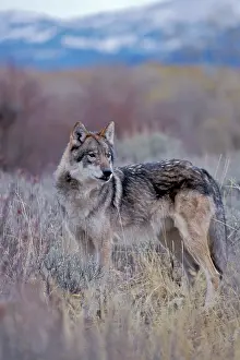 Sagebrush: Grey Wolf in meadow of sagebrush, Mid-western USA