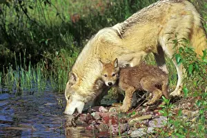 Pubs: Grey Wolf - mother and pup drinking from water pool