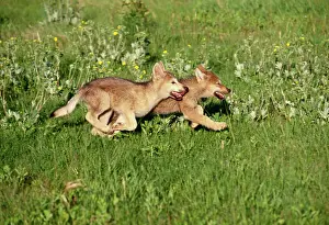Wolves: Grey Wolf - pups running in meadow