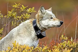 Radio: Grey Wolf - with radio collar, alpha female
