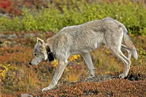 Radio: Grey Wolf - with radio collar, alpha female
