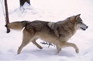 Chasing: GREY WOLF - running in snow