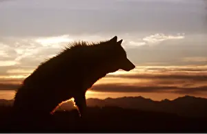 Wolves: GREY WOLF - silhouette sunset
