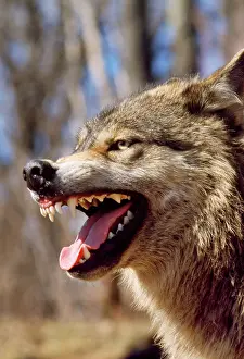 Fangs: Grey Wolf - snarling