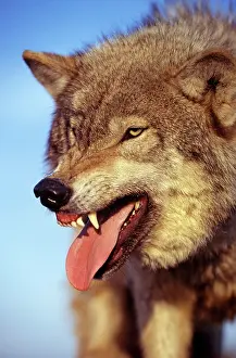 Supernatural: Grey Wolf - snarling with tongue out