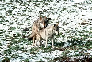Elizabeth Bomford: GREY WOLF - sub-dominent male mating with female