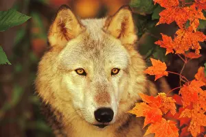 Timber: Grey Wolf / Timber Wolf - By Autumn leaves