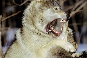 Submissive: Grey Wolf / Timber Wolf - dominance behavior