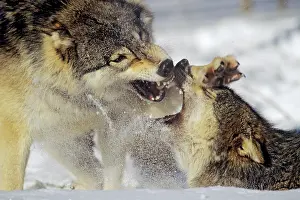 Submissive: Grey Wolf / Timber Wolf - dominance behavior in snow